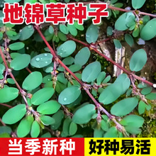 地锦草种子中药材小飞扬草铁线草奶浆草种籽四季早熟高产易成活苗