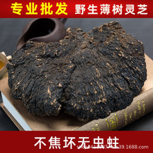 遇芝缘薄树灵芝正品海南深山野生薄树芝薄盖灵芝可泡酒煮汤可切片