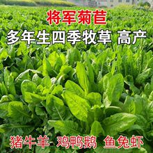 将军菊苣种子大叶菊苣草多年生四季牧草种子猪牛羊鸡鸭鹅鱼草种籽