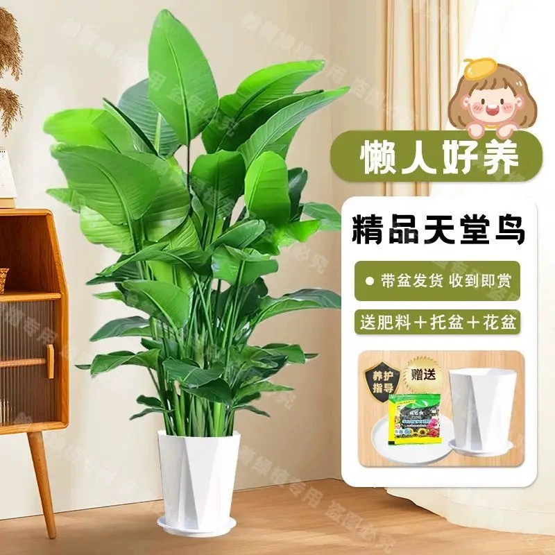 Птица рая привлекает богатство, большое зеленое растение в горшке для гостиной, морозостойкое и простое в уходе, ленивое зеленое растение, легко живет в помещении, очищает воздух.