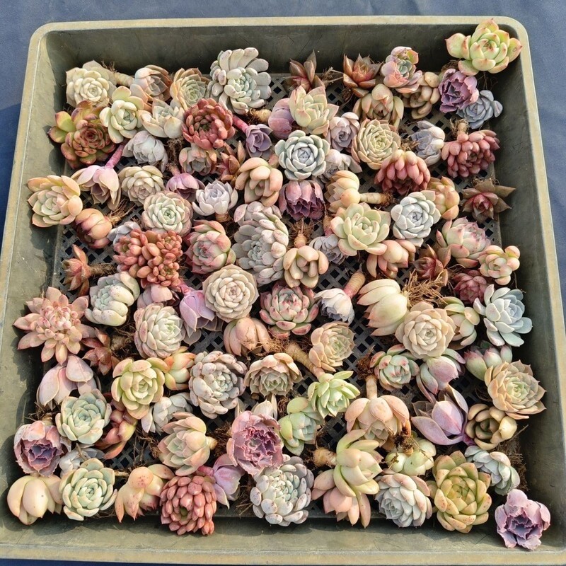 Blind box fleshy 100 plants indoor small potted boutique high-end fleshy good cultivation flowers and green plants
