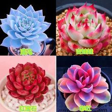 多肉植物室内盆栽精品盆景罕见肉肉套餐高颜值花卉绿植大颗好养