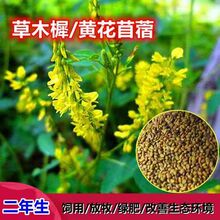 ��ľ�طN�� ��ľϬ ��Դֲ�� ������ �G�� �ͺ���ؚ����