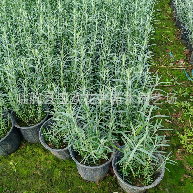 Лист ивы Звезда Река Садовый ландшафтный проект Саженцы Крыша для почвы Растения Цветочная бордюрная комбинация Декоративная трава Река Звездный цветок Горшечное растение.