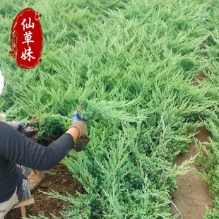 �������l䁵ذ� �G����ľ������ 䁵ذ������� ɳ�ذ� С���ر���