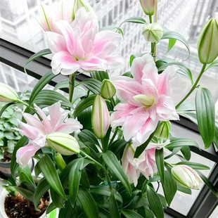 �M����ˮ�ٺϻ��N�����Ի��ܾGֲ���ļ��_�����׻�ܷN�r��ˮ��