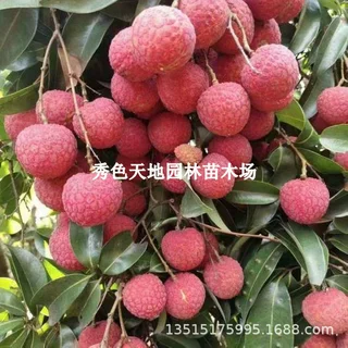 黑叶荔枝苗桂味妃子笑糯米糍仙进奉嫁接荔枝树苗盆栽地栽当年结果