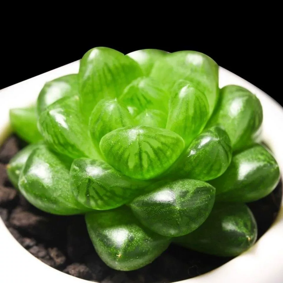 Одноцветный суккулентный кристаллический нефритовый рослинный горшок с почвой для дропшипинга, миниатюрное комнатное растение, нефритовый рослинный горшок для суккулентов