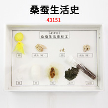 ɣ������ʷ�걾 J43151 Сѧ��ѧʵ������ �������� ��ѧ����
