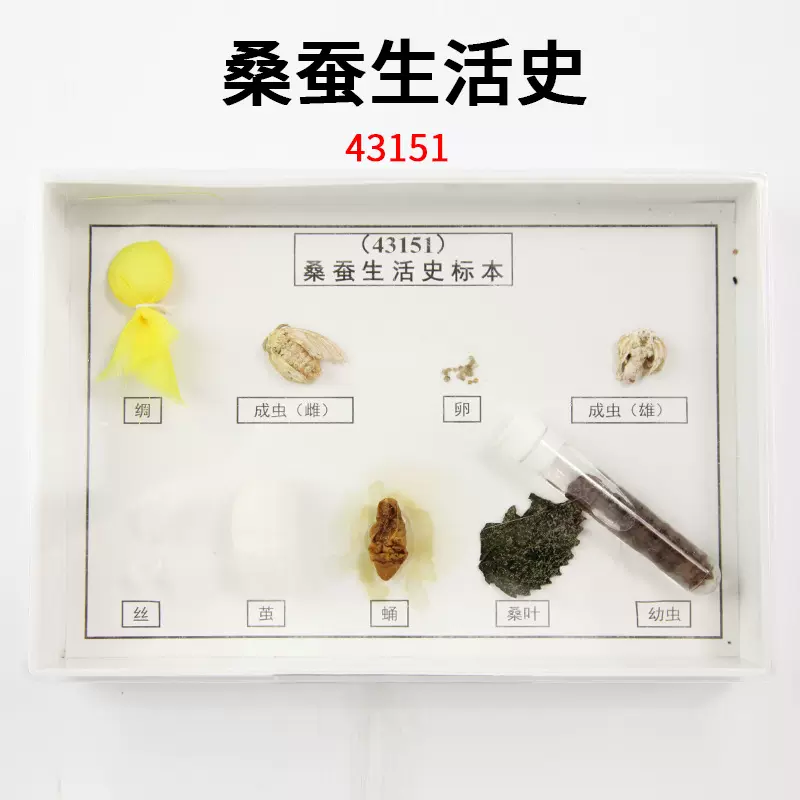 桑蚕生活史标本 J43151 小学科学实验器材 生物仪器 教学仪器