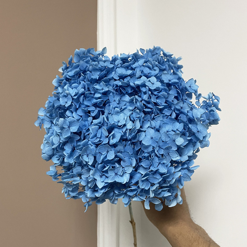 Yunnan Anna Hydrangea Flower Wholesale DIY Flower Preservation Flower Materiales de Regalo de Navidad