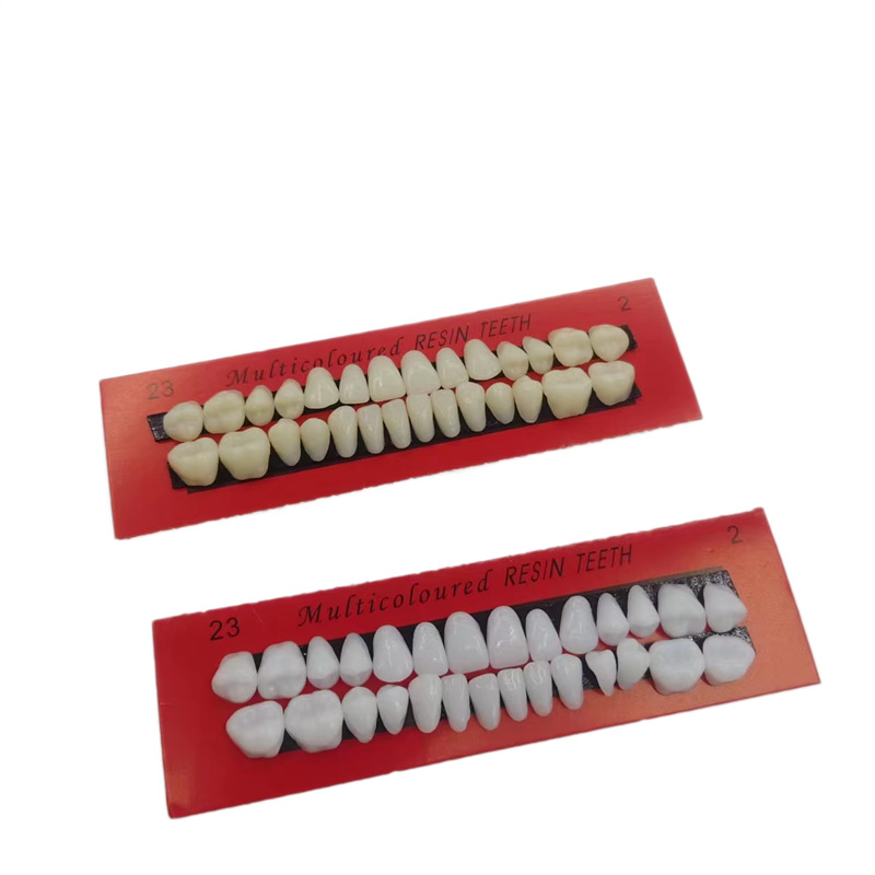 28 estudiantes dientes plásticos dentales materiales orales de enseñanza de dientes dentados image 6