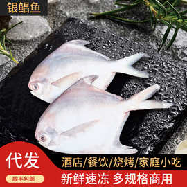 银鲳鱼新鲜冷冻海捕鲳鱼白鱼平鱼鳊鱼海鱼海鲜水产批发非金鲳黄鱼
