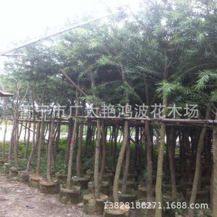 �V�|�Ռ��G�����@�ִ��X����ֲ��������V�|��ľ�Nֲ���X���tǧ��