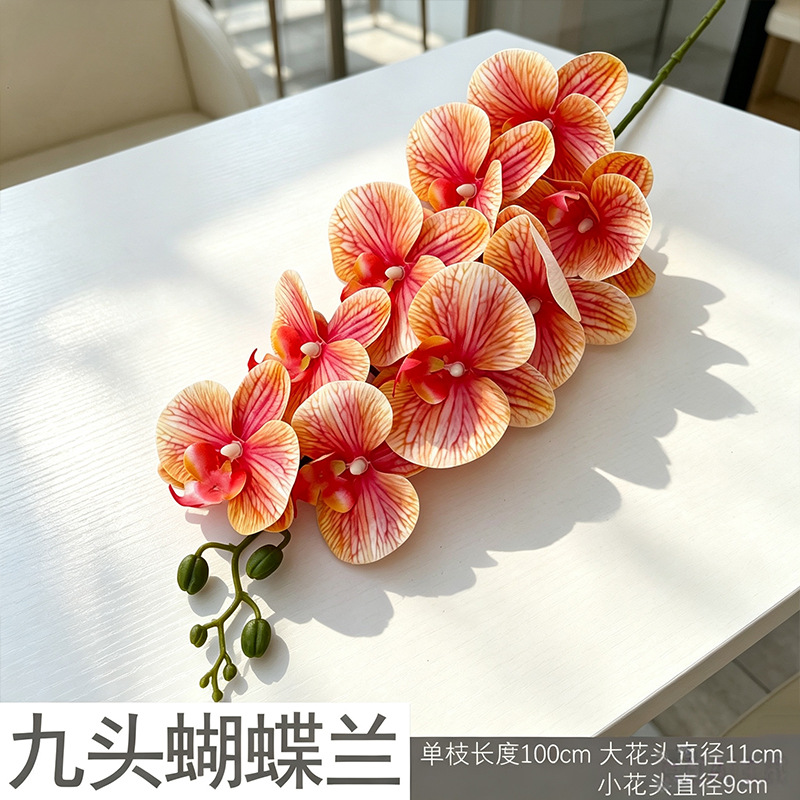 3D Phalaenopsis mới/màu cam gradient