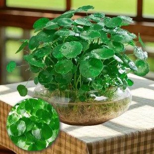 �~�X��ˮ������ֲ������С�Gֲ����ˮ�B���X���ѾGֲˮ��ֲ��