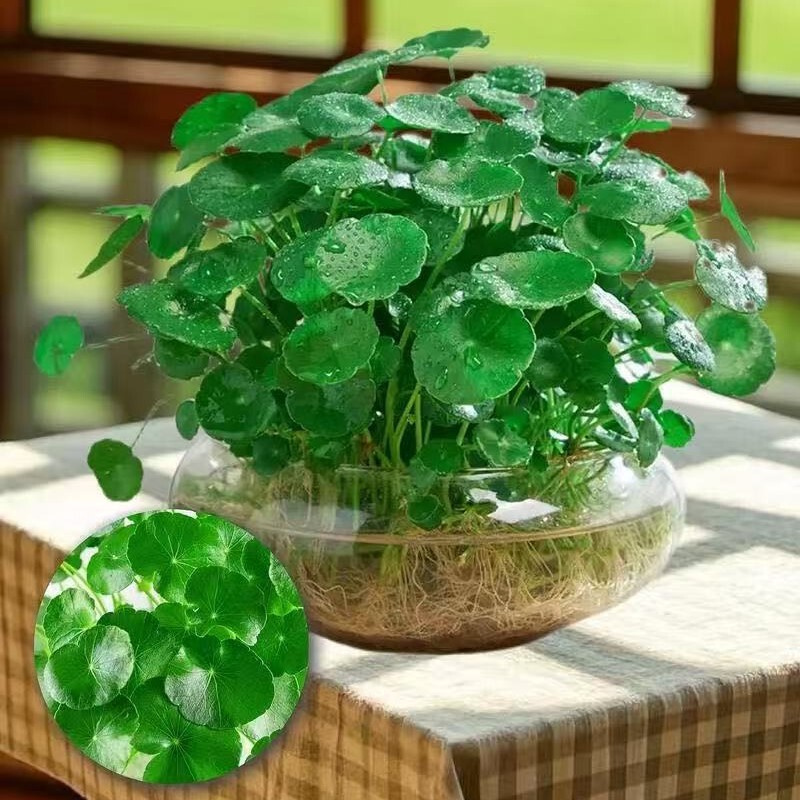 Hydroponic Pennywort Potted Plants, Small Green Plants for Desktop, Flower Hydroponics, Money Grass Seeds, Green Plants, Hydroponic Plants