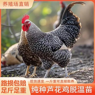 ����J���u���u�缃�N�����J���u����wÓ����С�u�����Ʒĸ�u