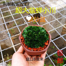 ˮ�������F��̦�S�𼧘O�����X�sС���҃��k������ߙn�Gֲ����