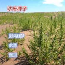 ɳ׷N ɳײ  ɳ ɳݻĮͺͺݷN