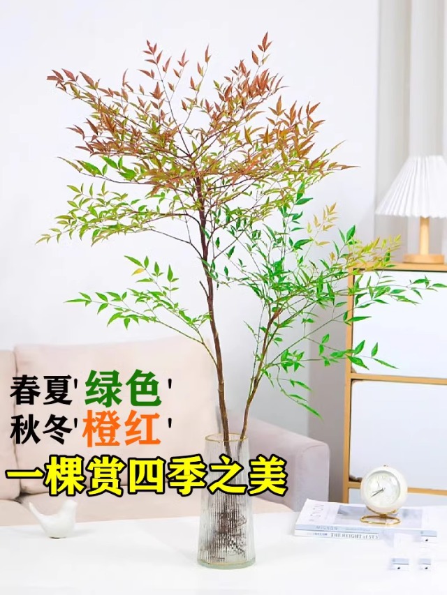 详情图