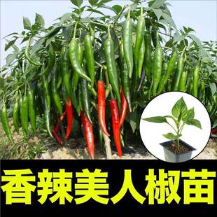 �������˽��玧���������������N���ļ����Դ����̨�߲˳��쾀��