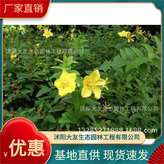 Золотая Сливовая база оптом сорта собственного производства в комплекте с живописным ландшафтом Зеленые саженцы