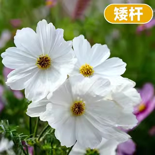 格桑花種種子ペルシャ菊太陽花種孤独野花組み合わせ芝生四季種まき開花種|undefined