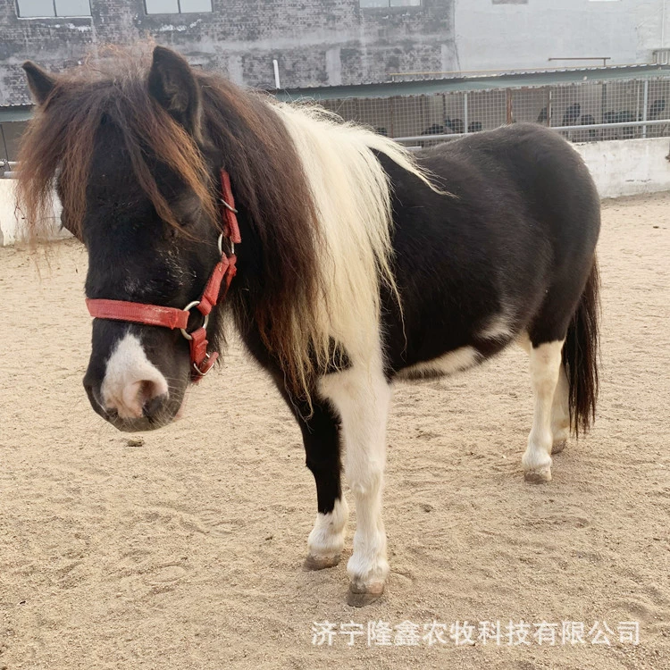 Сколько стоит пони Тран