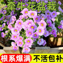 ��������ţ���������̨���������ذ�����ϰ��fС������ɯ�׎���