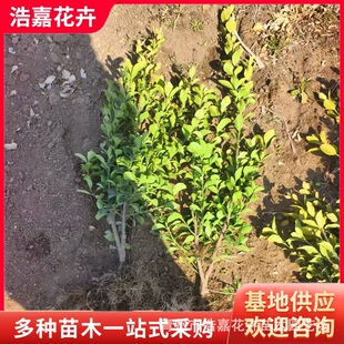 ����G�h���ɽ�Żh�G���ļ������ͺ�ͥԺ�G�h���� ���~�S����