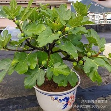 无花果苗盆栽 果树苗日本紫果盆栽/地栽果树苗木 夏秋当年结果苗