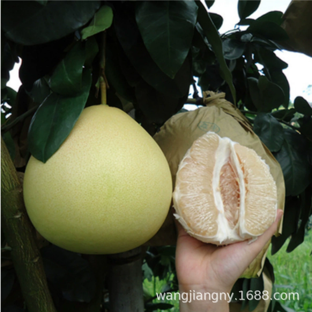 Привитая зеленая корка Рассада помело Красное сердце Мед Помело Южная и Северная Посадка Четыре сезона Посадка в горшке Рассада фруктовых деревьев