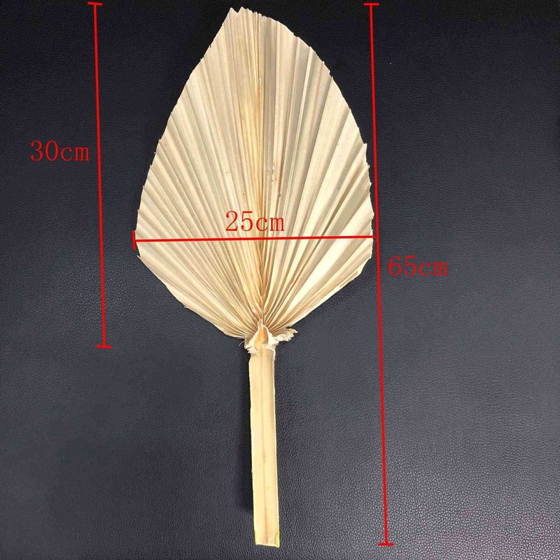 开学季金黄秋日楼道自然环创竹排蒲扇干花小芦苇背景墙装饰素材包|undefined