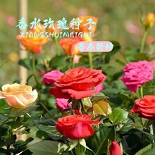 һl؏ļ׷NNӻ_˽MϻԻֲ