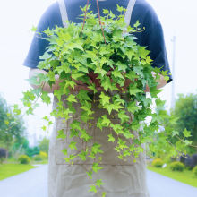 ԺBֲ҃ȴmLˮْ쳣پGֲ