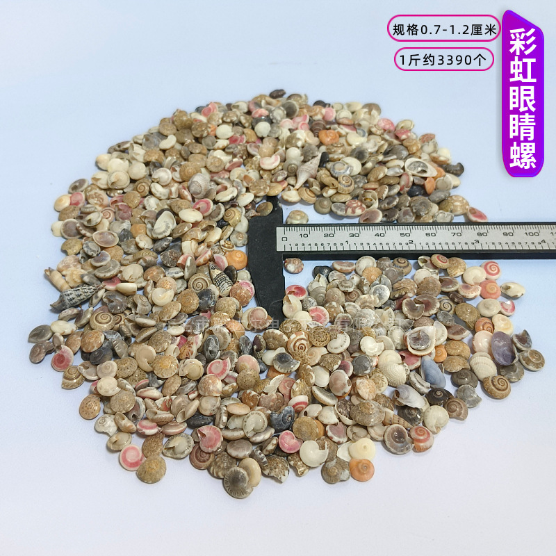 貝殻と法螺貝 1～2cmをポンド単位で販売、貝殻と砂を混ぜて手作りのDIYテーブルを製作、ドリフトボトルを製作|undefined