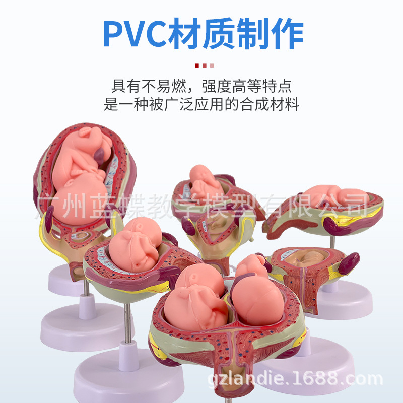 ��ѧ�������﷢������ģ����̥�ƻ�����̥�����������ӹ�����ģ��