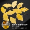 Ginkgo leaves【12 pieces】