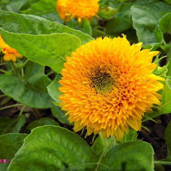 Декоративные плюшевые медвежьи семена подсолнечника декоративные карликовые цветы