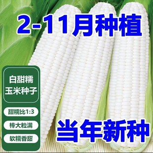 ����Ŵ���׷N���S�a�ļ�����Ŵ���ׇ��������r�ҳ����Ŵ���׷N��