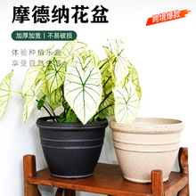 �h��Ħ�¼{��ʯ����͹����fĥɰ���̨���@���ԷNֲ�����̖����