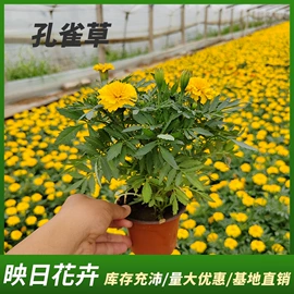 宿根花卉;盆栽;一二年生花卉