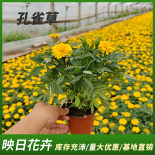 Peacock Grass Marigold Greening Road Greening Seasonal Grass Flowers All Year Round Flower Sea Ornamental Florals Potted Peacock Grass