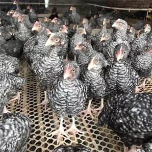 ���N�J���u����һ���J���u���w���Ó���J���uɢ�B���u�a���J���u