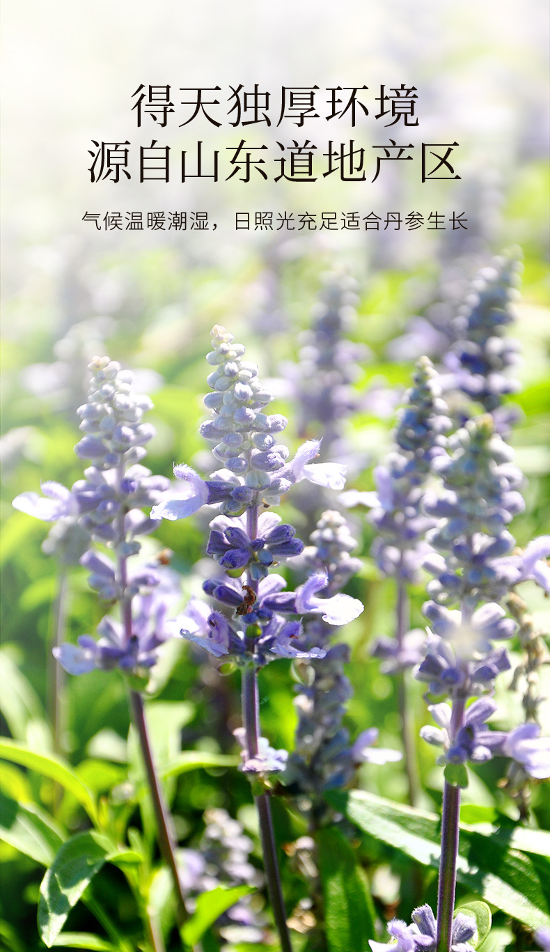 Dried Salvia Root Slices Danshen 250g Jar Shandong Origin Sun-Dried for Cooking and Decoction key features