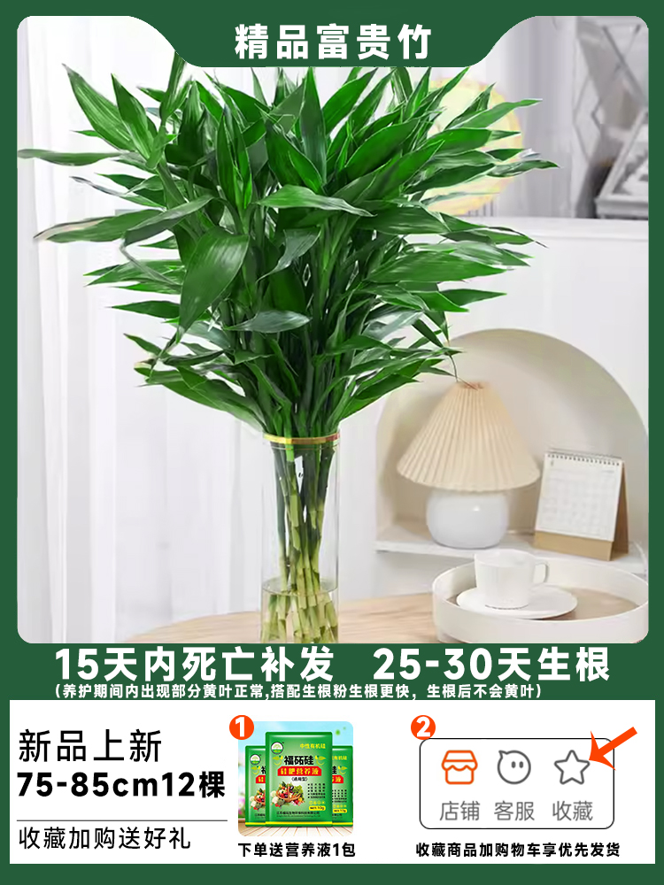 [핫셀 추천] 행운죽 12그루 75-85cm 무료 영양액