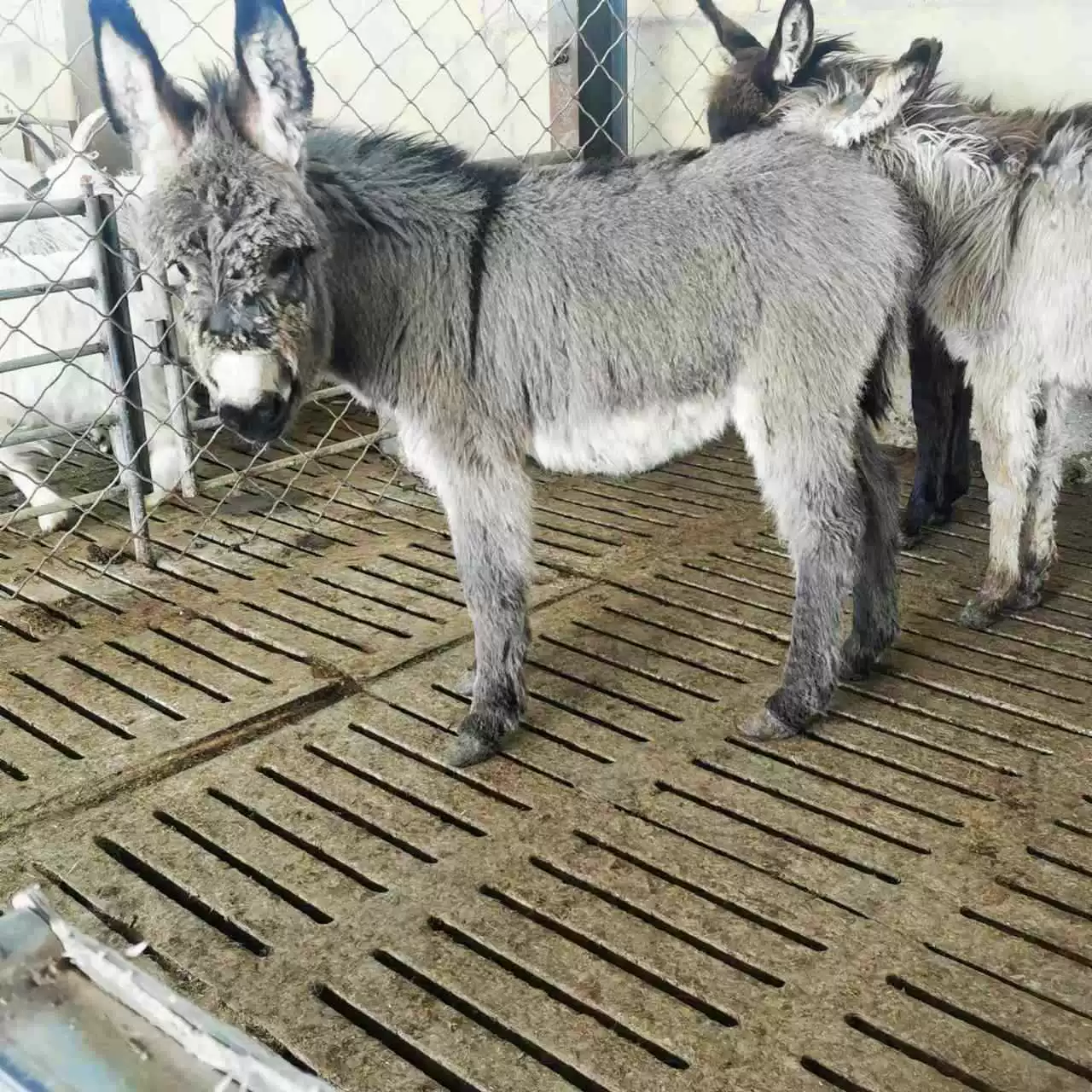 Живое мясо осликов, рассада осликов, маленькие ослики из Техаса, улучшенная рассада осликов для длительной продажи, переработка домашних осликов, поставка живых животных.