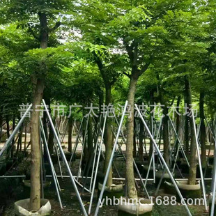 �V�|��ꖺ����S�������ľ�G�����绨�����N���S�������������