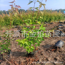 三角枫容器杯苗 茶条槭播种小苗 三角槭球 丛生大墩3-5米绿篱苗